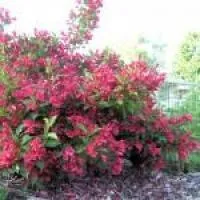 Саженцы вейгелы цветущей Вариегата (variegata), в контейнере
