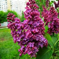 Сирень Индия