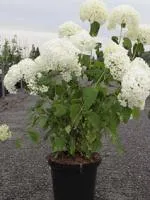 Гортензия древовидная Hydrangea arborescens Annabelle, 0,5-0,7м, c5, 4-5лет